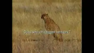MAN SAVES GAZELLE FROM CHEETAH