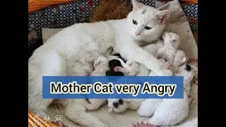 Mother Cat very angry to her kittens , #viral #fyp #kitten #kittens #tranding #trending #funny