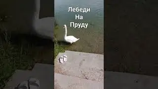 Лебеди на пруду #клавдиякорнева