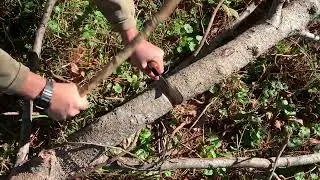 Batoning Thru A Dead Sweet Gum With a McCullen Carolina Belt Knife In 52100 - Not Recommended Use