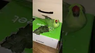 Кеша и Варя!