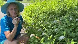 Ahhhh I accidentally planted invasive gooseneck loosestrife