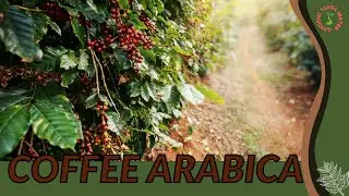 COFFEE ARABICA Information & Growing Tips!