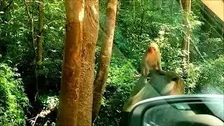 Monkey at  #KangerValleyNationalPark