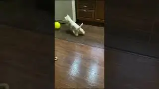 #shorts #dog  Получила по носу наша Ева🤣