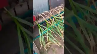 Проверка обрезчика чеснока. #чеснок #уборкачеснока#garlic #овощи #озимыйчеснок