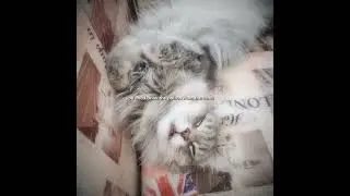 извеняюсь что вдиео не было так долго #shorts