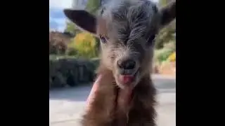 Cute Animal