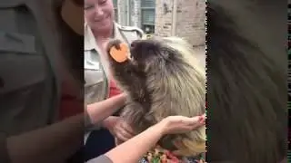 Teddy Bear the Porcupine Makes a New Friend