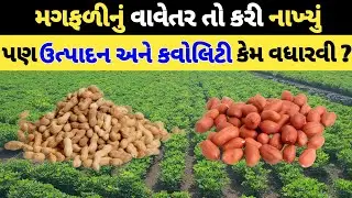 મગફળીમાં ઉત્પાદન વધારવા શું કરવું/magfali ma utpadan kem vadharvu/magfali ki A to z @Kheti_walee