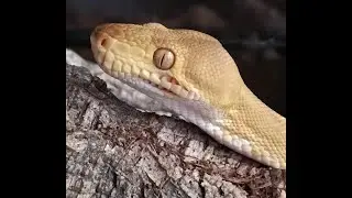 A Snake called Dave