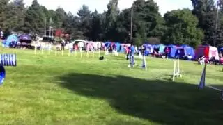 Zorros debut i Agility
