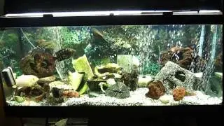 Copy of Aquarium