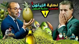 حشرة الزيتون 🍈 نهاية زيت الزيتون بالمغرب  بعد الصبار؟ والسبب !