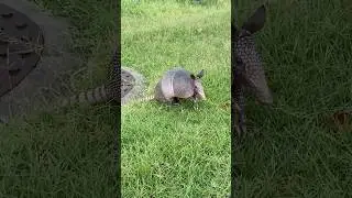 Armadillo Foraging #armadillo #shorts