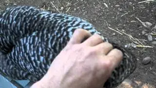 heavy petting
