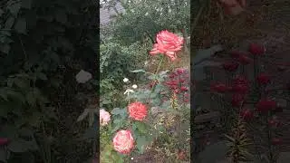 Переломный момент чувствует Природа ...#подпишись #дача #образование #flowers