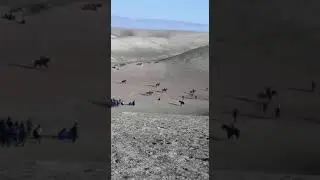 Бузкашии Субхон чавандоз Корабль13