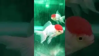Red cap oranda گلدفیش اوراندای رد کپ