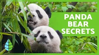 PANDA BEAR FACTS 🐼 10 Things You Didn't Know