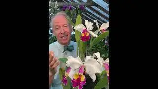 The Inspiring Story of Cattleya Hardyana