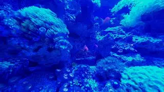 1DJ192 - Underwater World [Full HD]