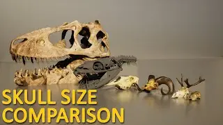 Skull Size Comparison | 3D Sze Comparison 2023 | Biggest Animal Skull and Monsters Skull