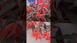 FlowerTrials 2024 | Interview with Mark Schermer, Head of Syngenta Flowers