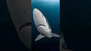 Apex Predators: Blue Sharks 🦈 #fypシ #ocean #legend #seaanimals #seacreatures #shark #sharks #fish