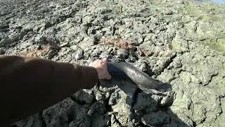 Рыбалка острогой. Руками. Сачком на заморном водоеме.