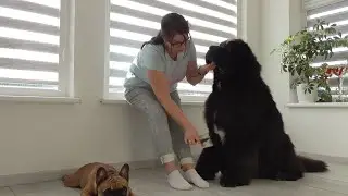 I like to brush my dog ​​sometimes because he likes it too, although it's not necessary.