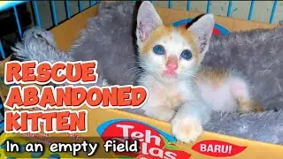 Rescue Abandoned KITTEN in an empty field, He grows up so fast.