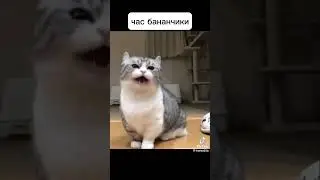 Кот час говорит бананчики(Режу воду месяц будет уже скоро)
