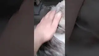 Хозяин 
