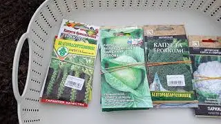 Сеем позднюю капусту на рассаду.