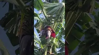 #short Dalawa puso ng saging namin