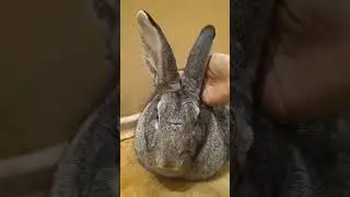 Гуччи спит все новогодние праздники 😂 