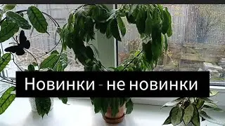 новинки - не новинки