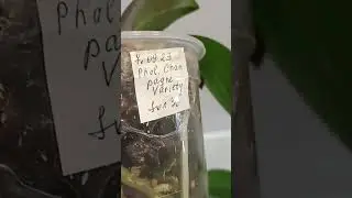 Орхидея Шампань пелор растит цветонос! #21.04.2024г.