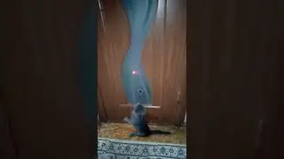 Кошачий Педро 😁😺
