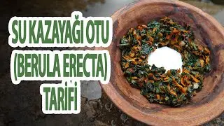 Su Kazayağı Otu Tarifi (Berula Erecta) | Latmos Mutfak - Yemek Tarifleri