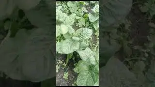 посадил себе на огороде махорку