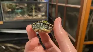 Weighing All Of My Reptiles!!! October 7th 2020 | DIY Reptiles