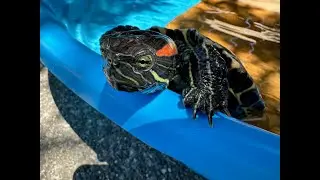 RED EARED SLIDERS LOVE THE EXTREAM HEAT!!!