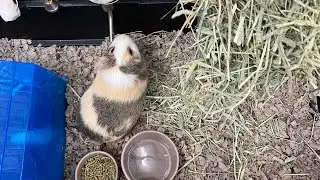 We got employees for weeding the garden!!