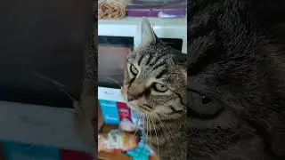 🐱 помогает размораживать курицу 😁