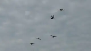 Начинаем тренировать голубей оставшихся на голубедроме с летнего сезона 26 10 2020