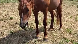 Horse Spits Out Peach Pit