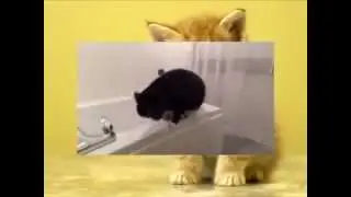 страхи кошек, Новые Приколы, Шутки, Смешные ролики Юмор! Прикол! Смех