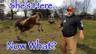 First Steps After Getting Your Dairy Cow